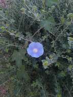 Image of Ivyleaf morning-glory