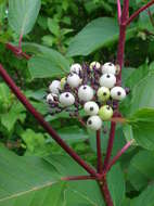 Sivun Cornus hemsleyi C. K. Schneid. & Wangerin kuva