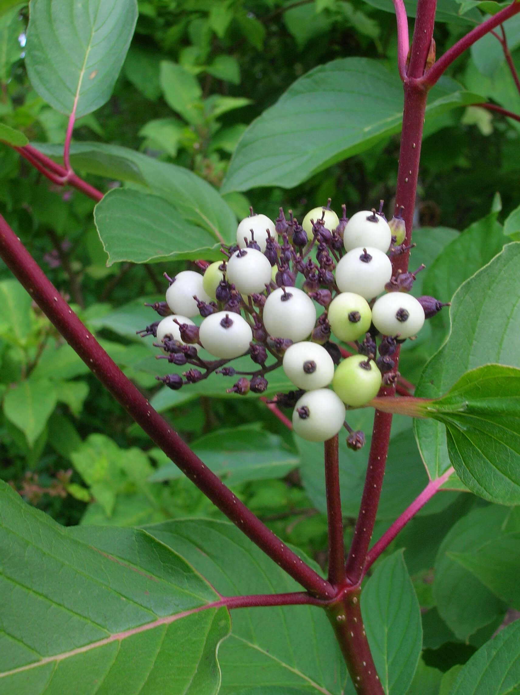 Image of Cornus hemsleyi C. K. Schneid. & Wangerin