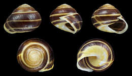 Image of White-lipped banded snail