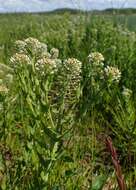 Image of field pepperweed