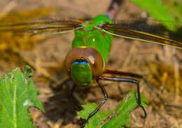 Imagem de Erythemis simplicicollis (Say 1840)