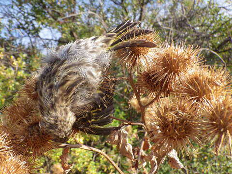 Imagem de Spinus pinus (Wilson & A 1810)