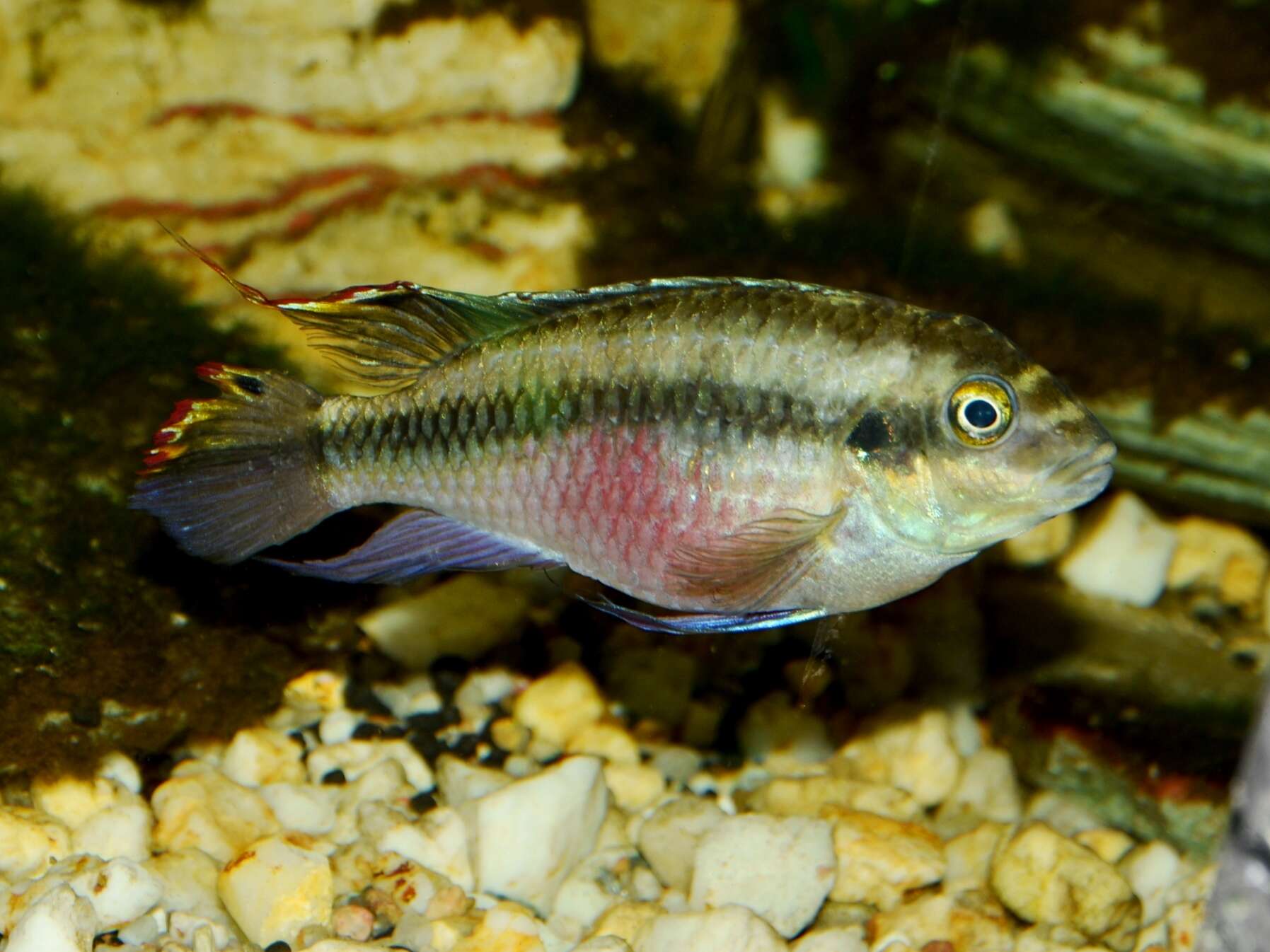 Image of Pelvicachromis pulcher