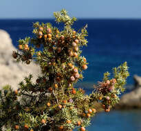 Image of Large-fruited Juniper