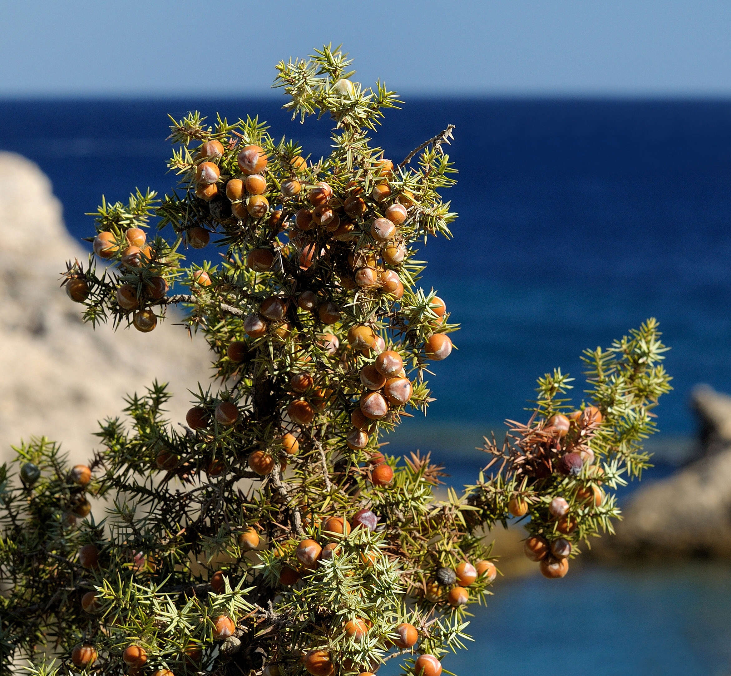 Image of Large-fruited Juniper