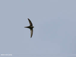 Image of swift, common swift