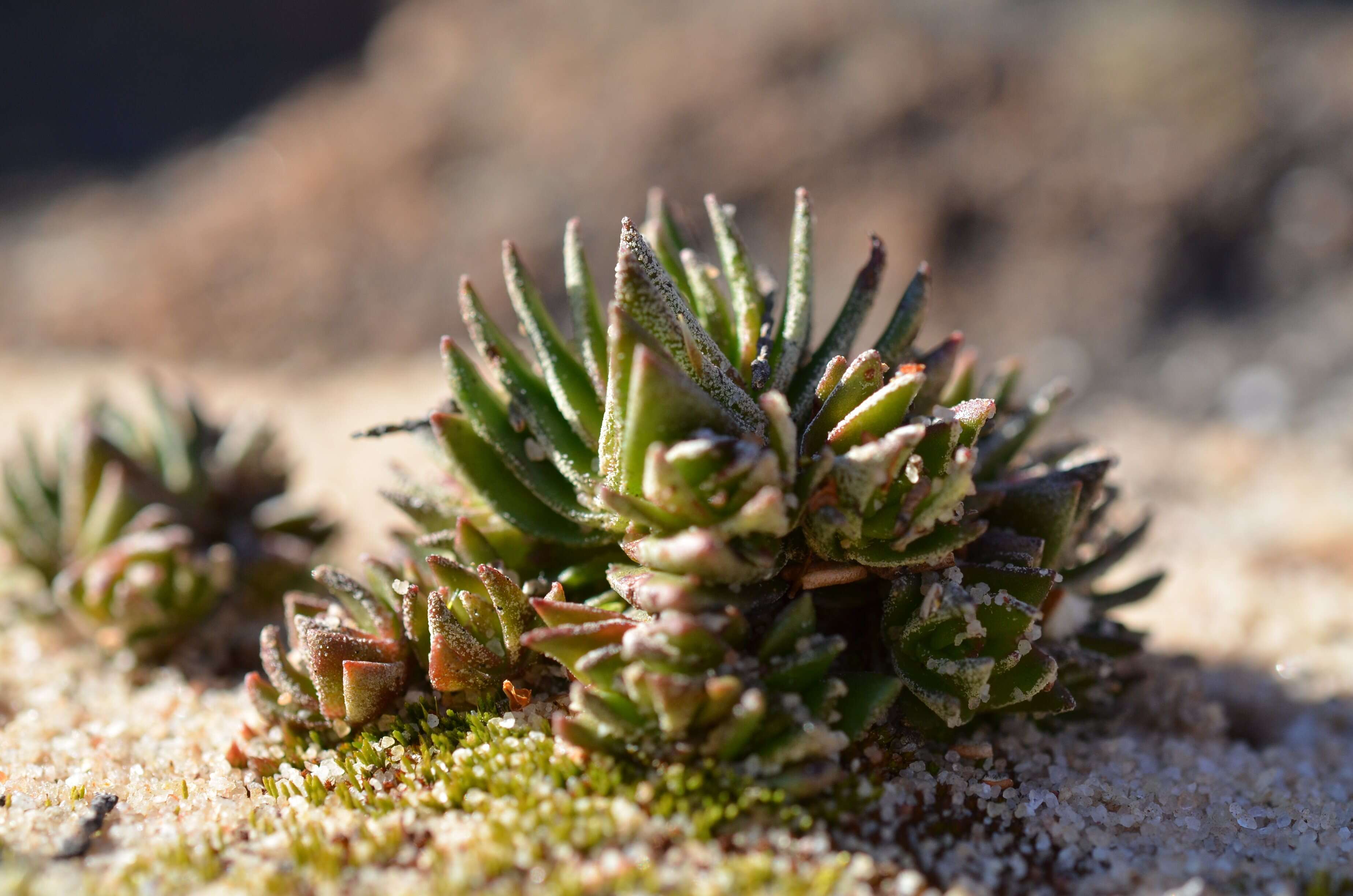 Image of Crassula alpestris Thunb.