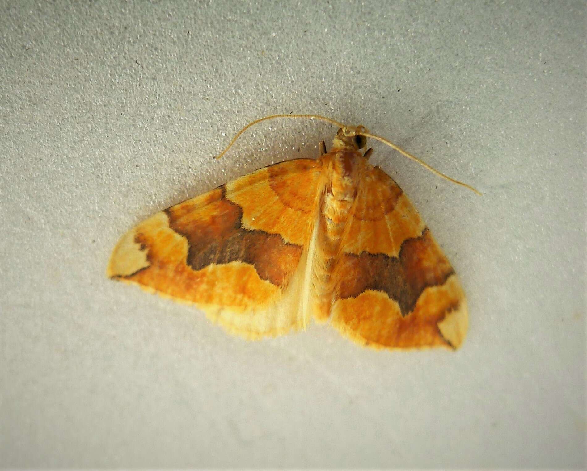 Image of barred yellow