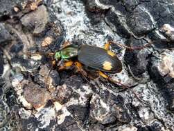 Image of Vivid Metallic Ground Beetles