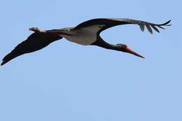 Image de Cigogne noire
