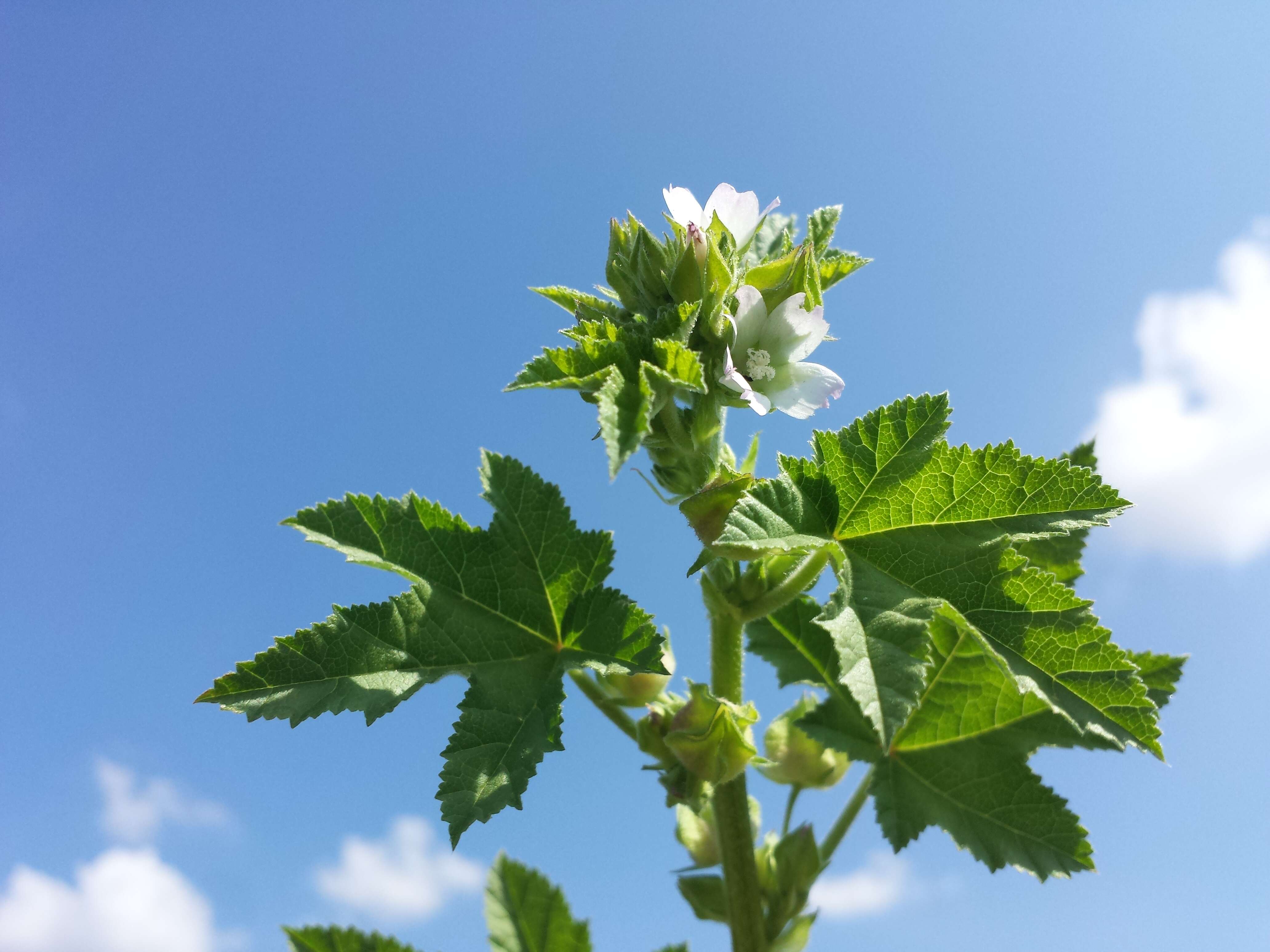 Image of cluster mallow