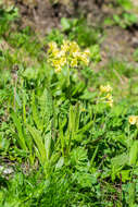 Image of oxlip