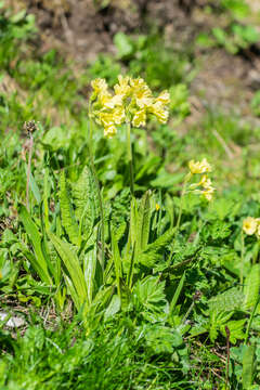 Image of oxlip