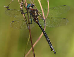 Image of Clamp-tipped Emerald