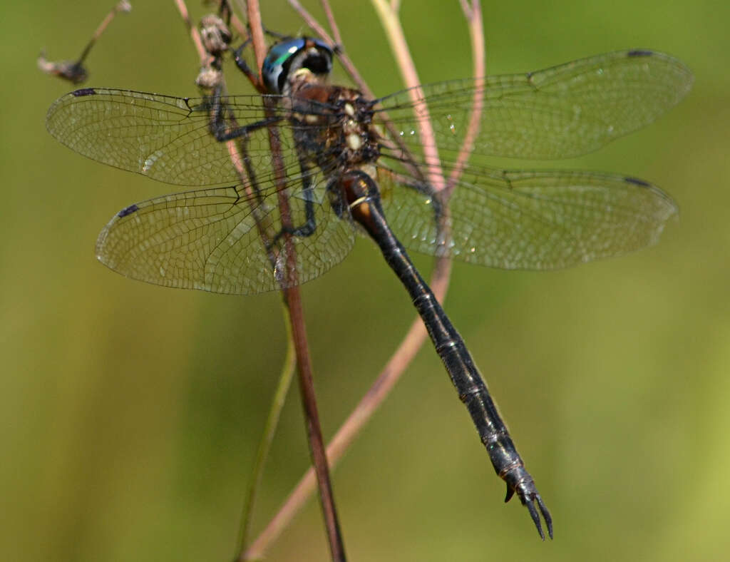 Image of Clamp-tipped Emerald