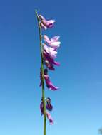 Imagem de Vicia tenuifolia Roth