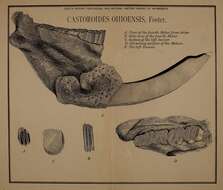 Sivun Castoroides Foster 1838 kuva