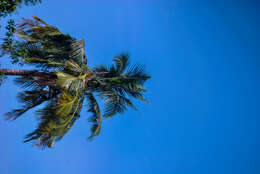 Image of coconut palm