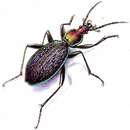 Image of Carabus (Megodontus) avinovi Semenov & Znojko 1932