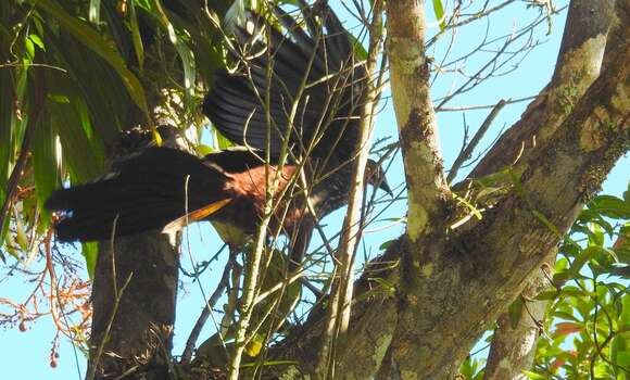 Image of Crested Guan