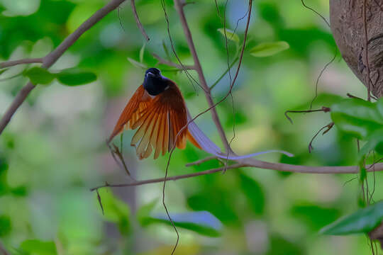 Image of Asian Paradise-Flycatcher