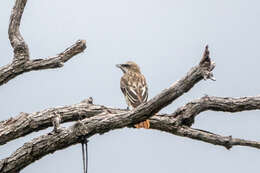 Image of Sulphur-bellied Flycatcher