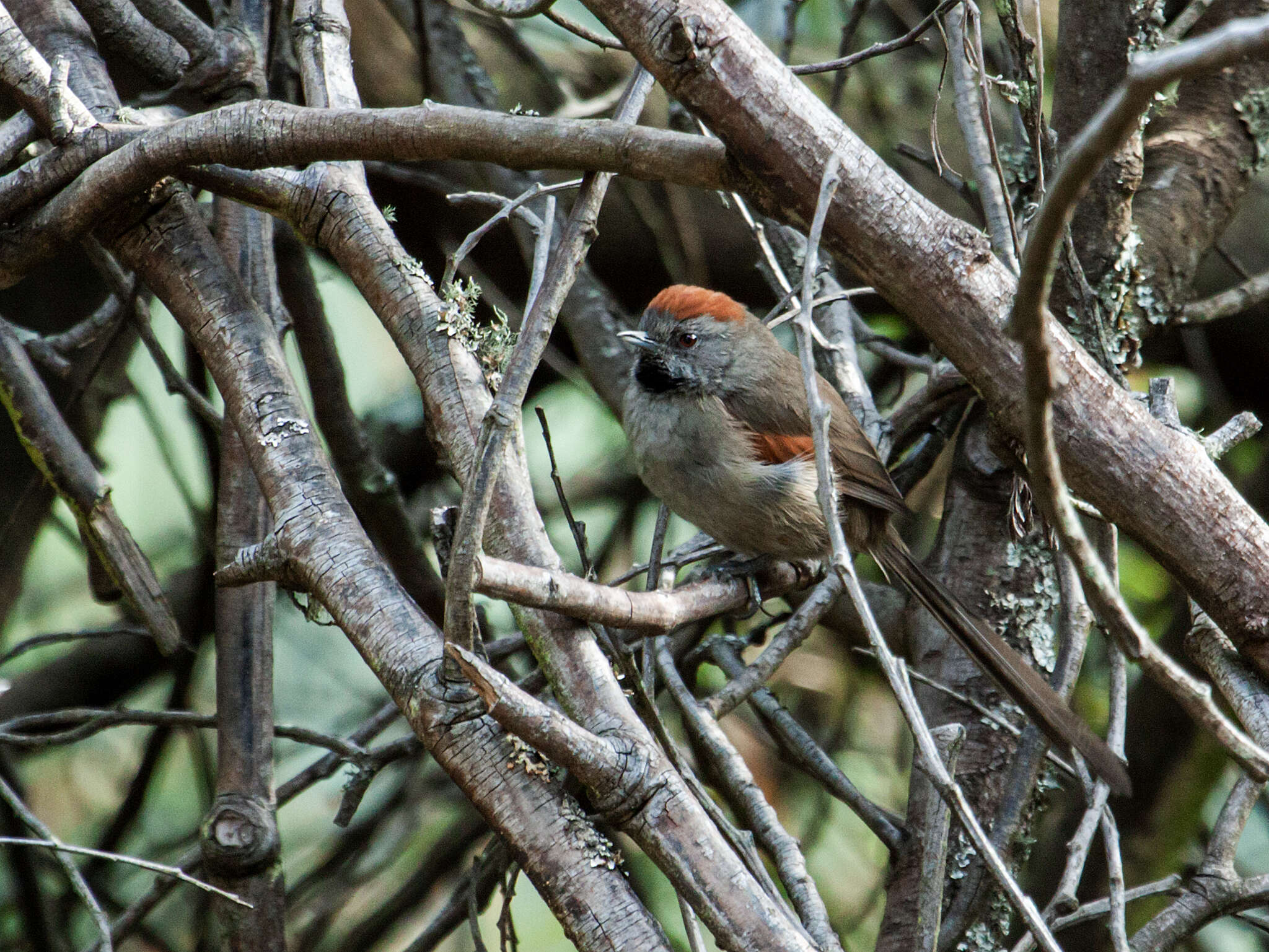 Image of Silvery-throated Spinetail