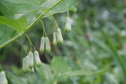 Image of Common Solomon’s-seal