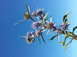 Image of amethyst eryngo