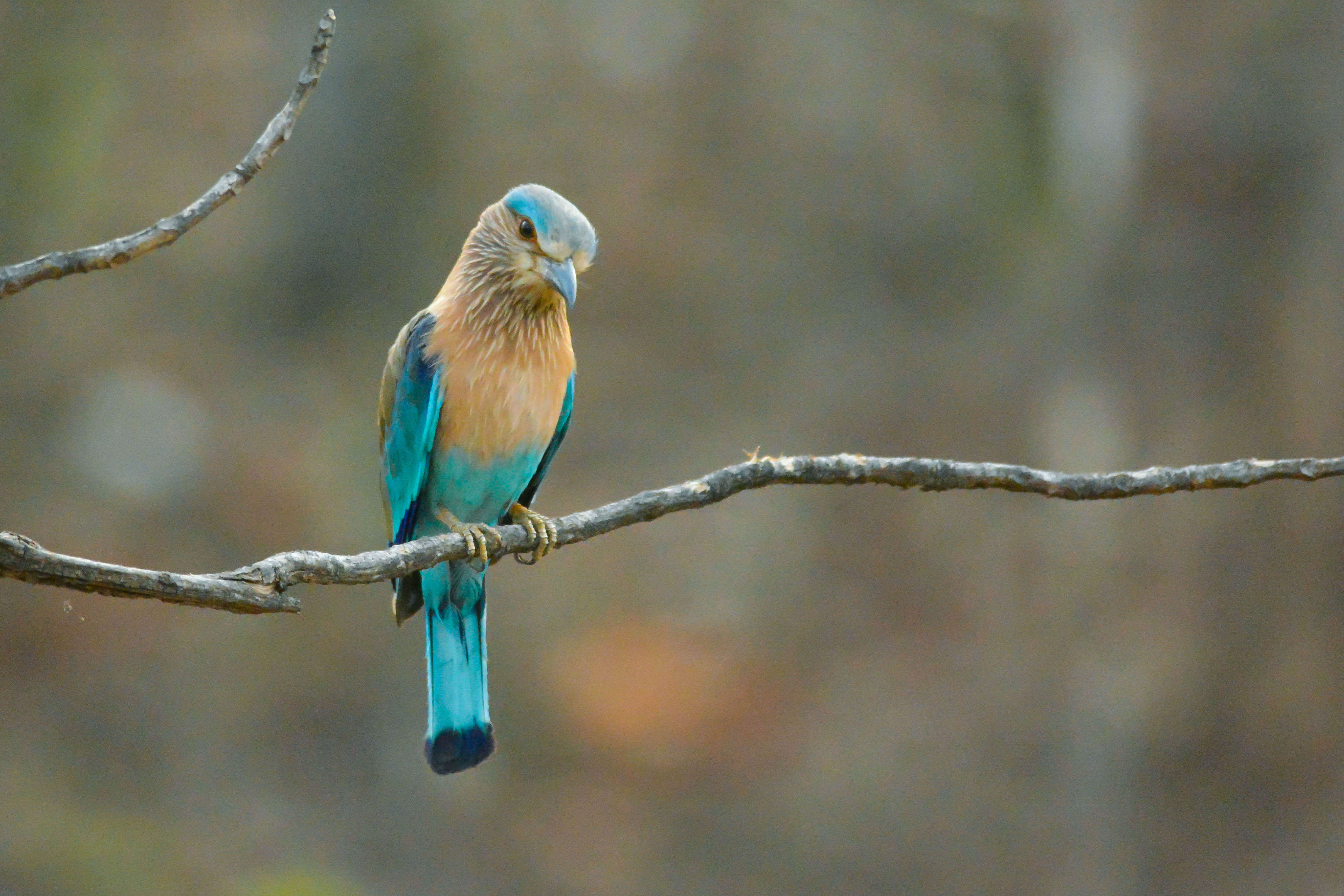 Image of Indian Roller