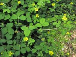 Image of Potentilla centigrana Maxim.