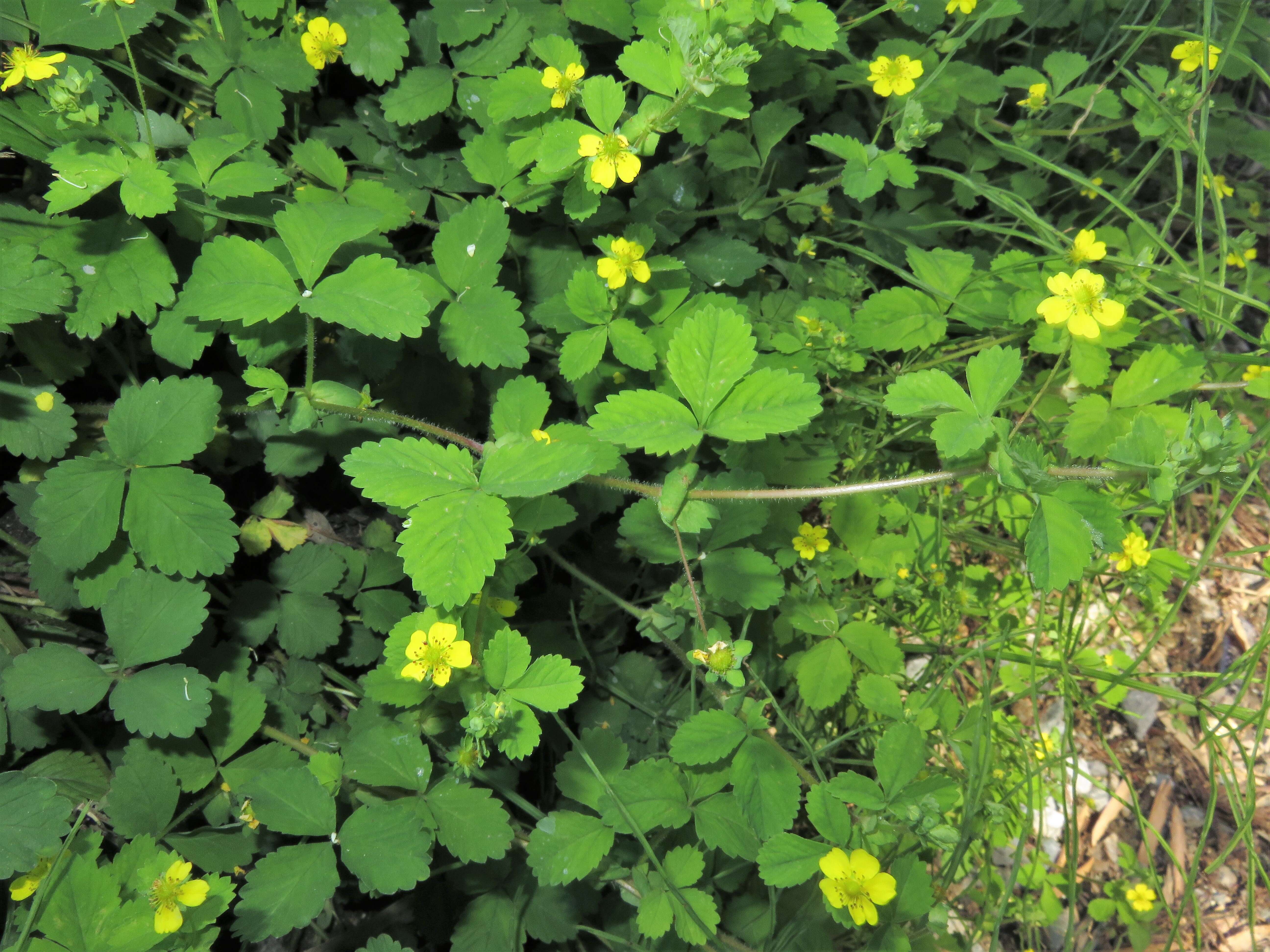 Image de Potentilla centigrana Maxim.