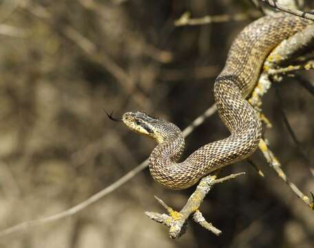 Image of East-Four-lined Ratsnake