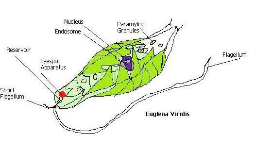 Слика од Euglena viridis