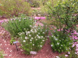 Image of fringed bluestar