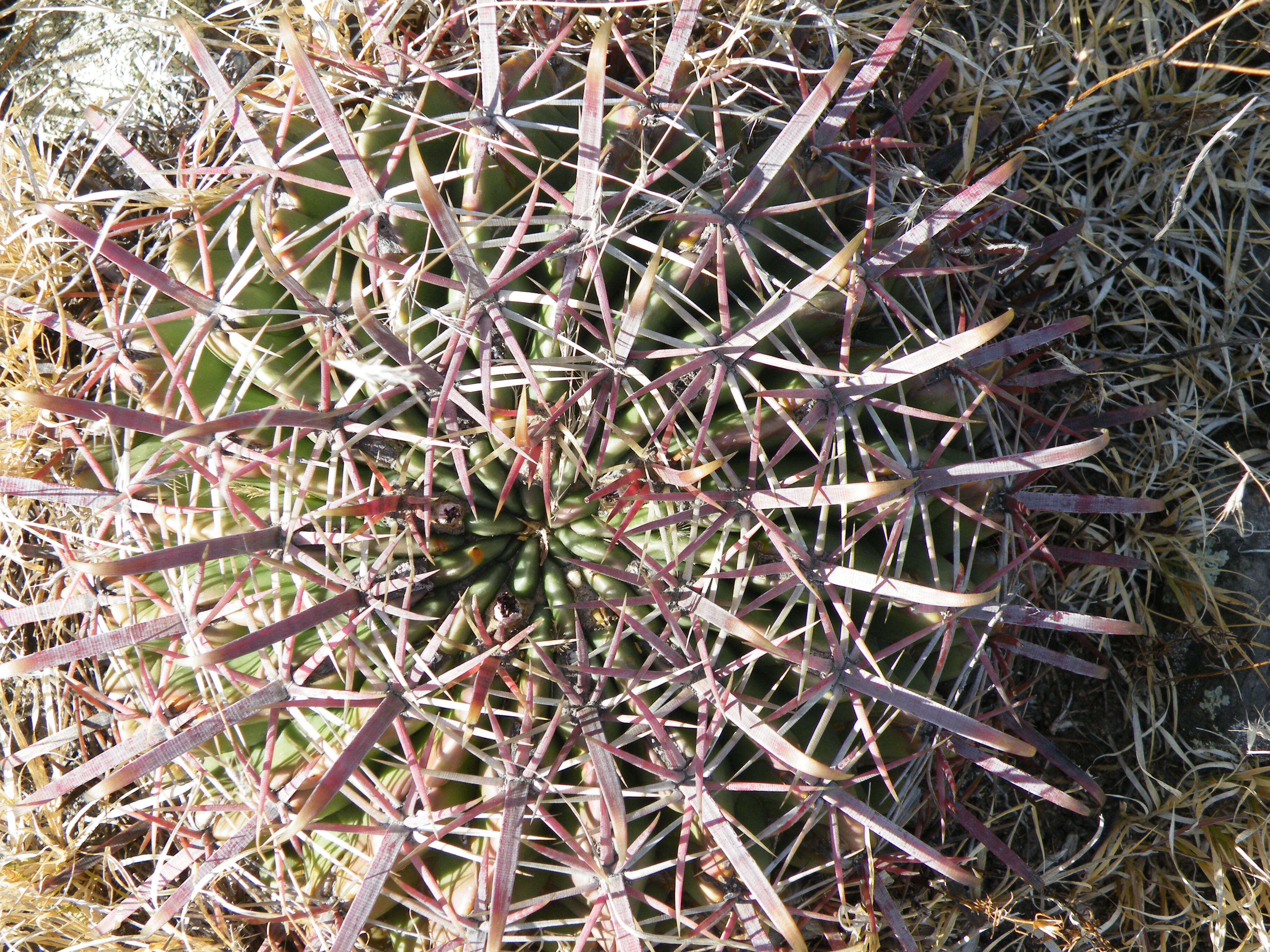 Image of Ferocactus latispinus (Haw.) Britton & Rose