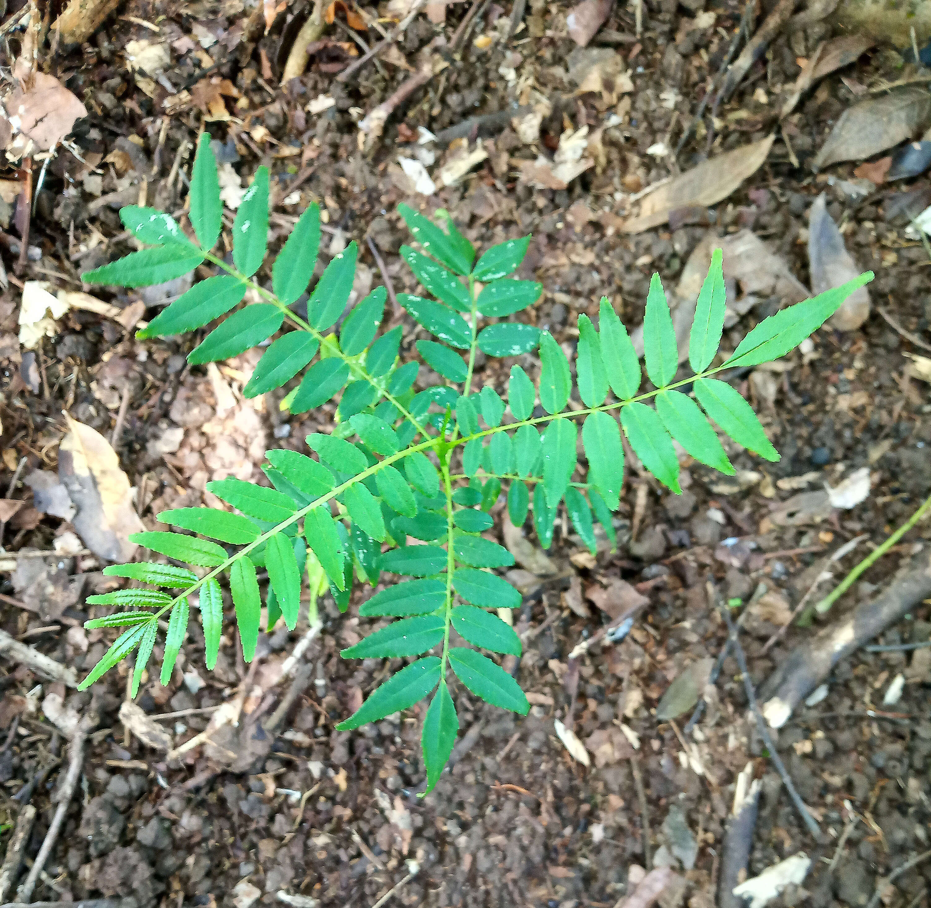 Image of prickly yellow