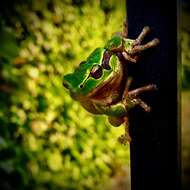 Image of Italian Tree Frog