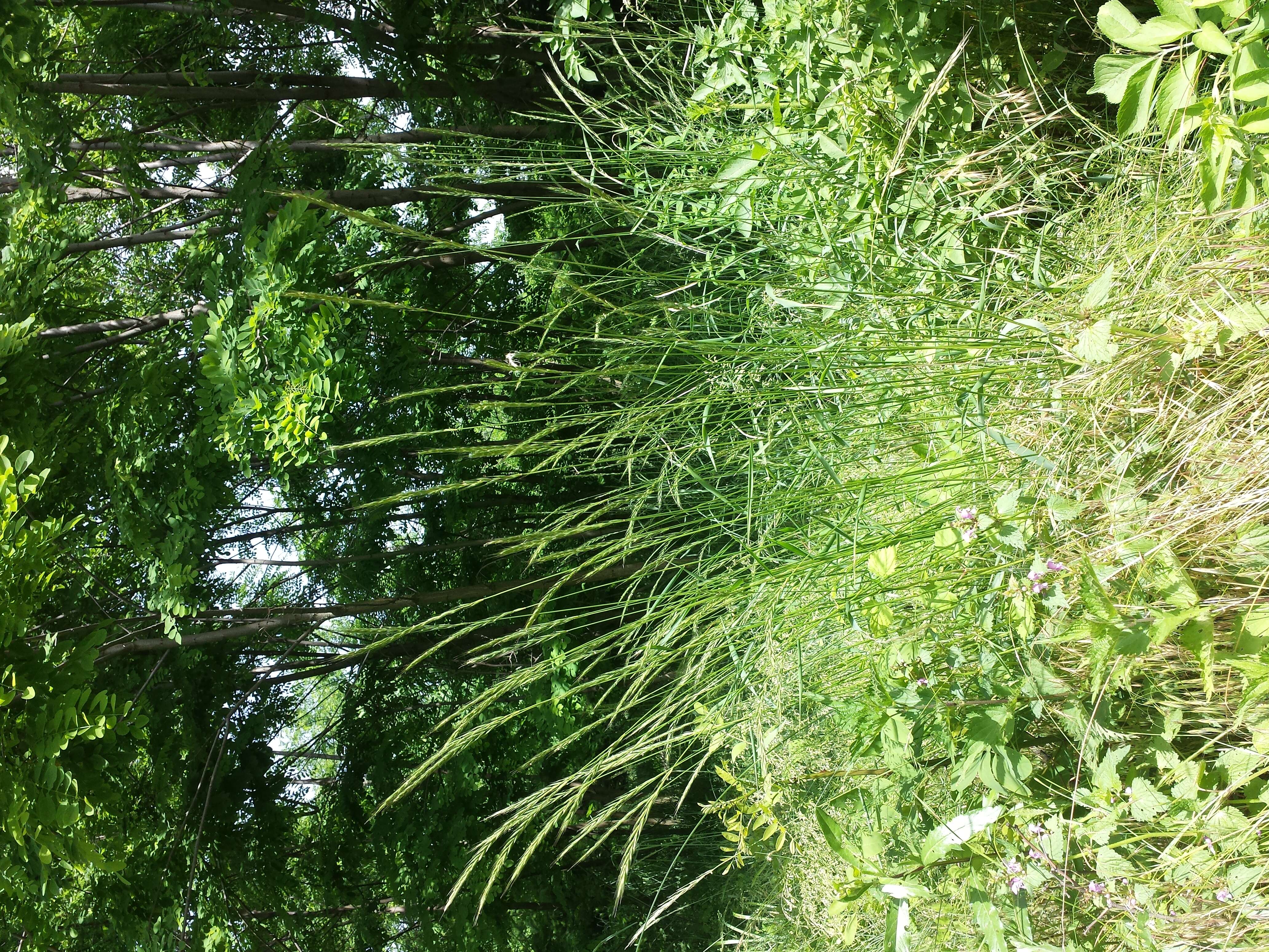 Image of bearded couch-grass