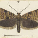 Image of Mallobathra angusta Philpott 1928