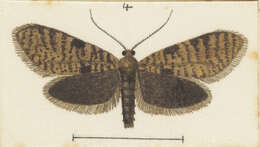 Image of Mallobathra angusta Philpott 1928