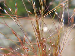 Image of rough bentgrass