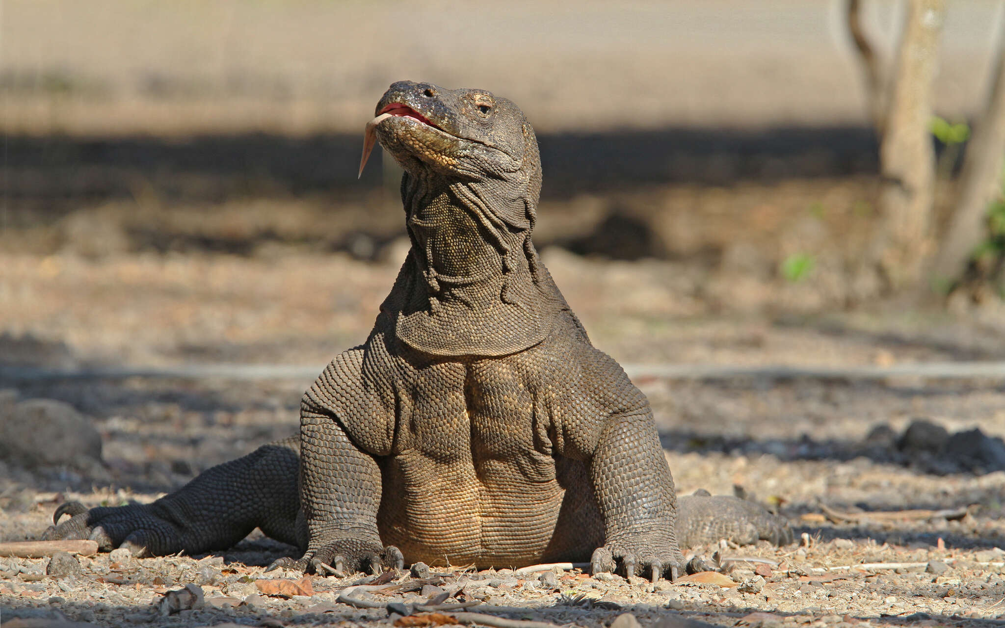 Image of Komodo Dragon