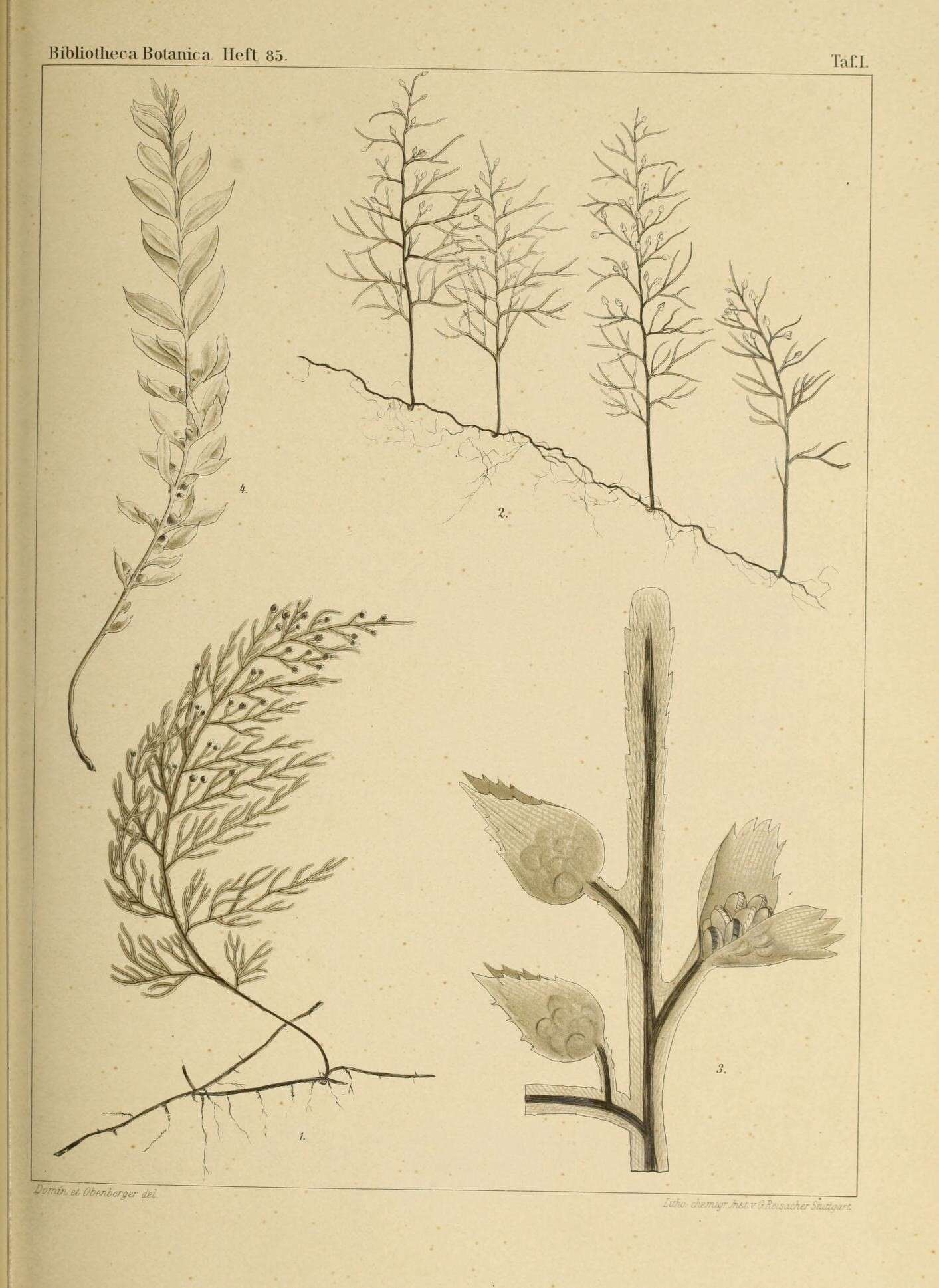 Image de Tmesipteris tannensis (Spreng.) Bernh.