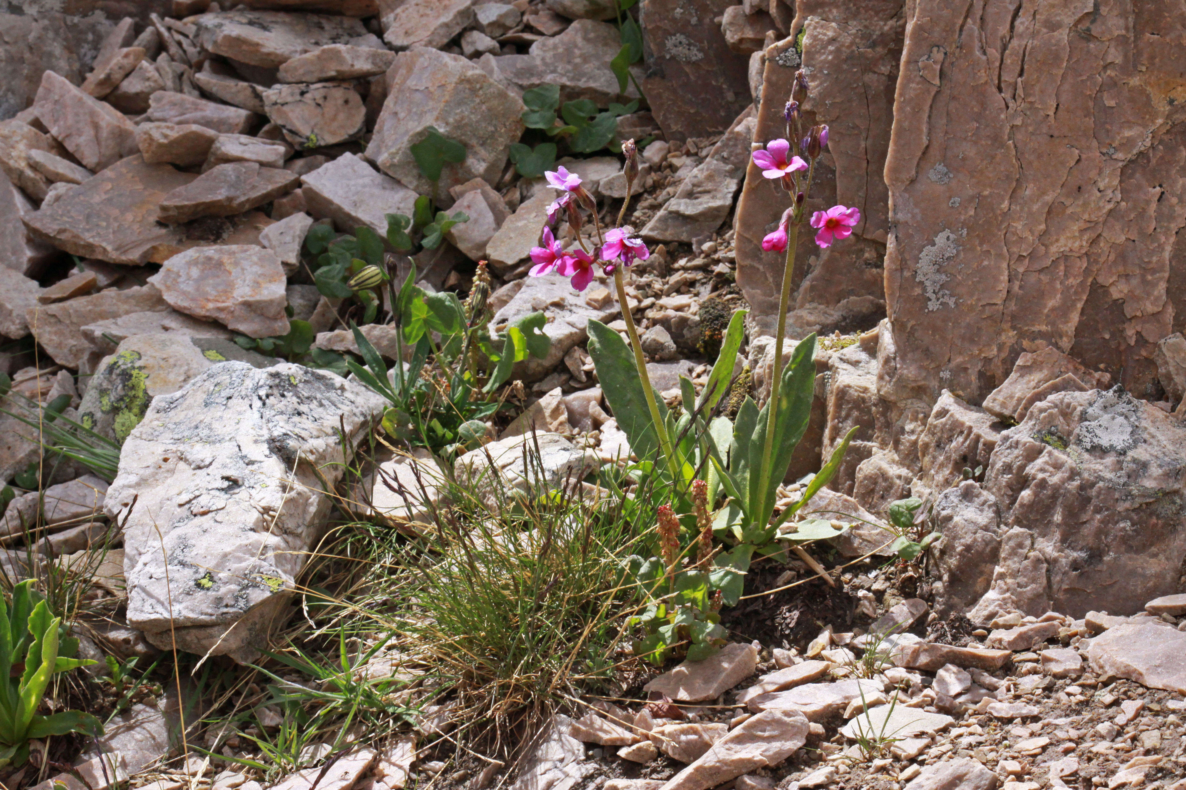 Primula parryi A. Gray resmi