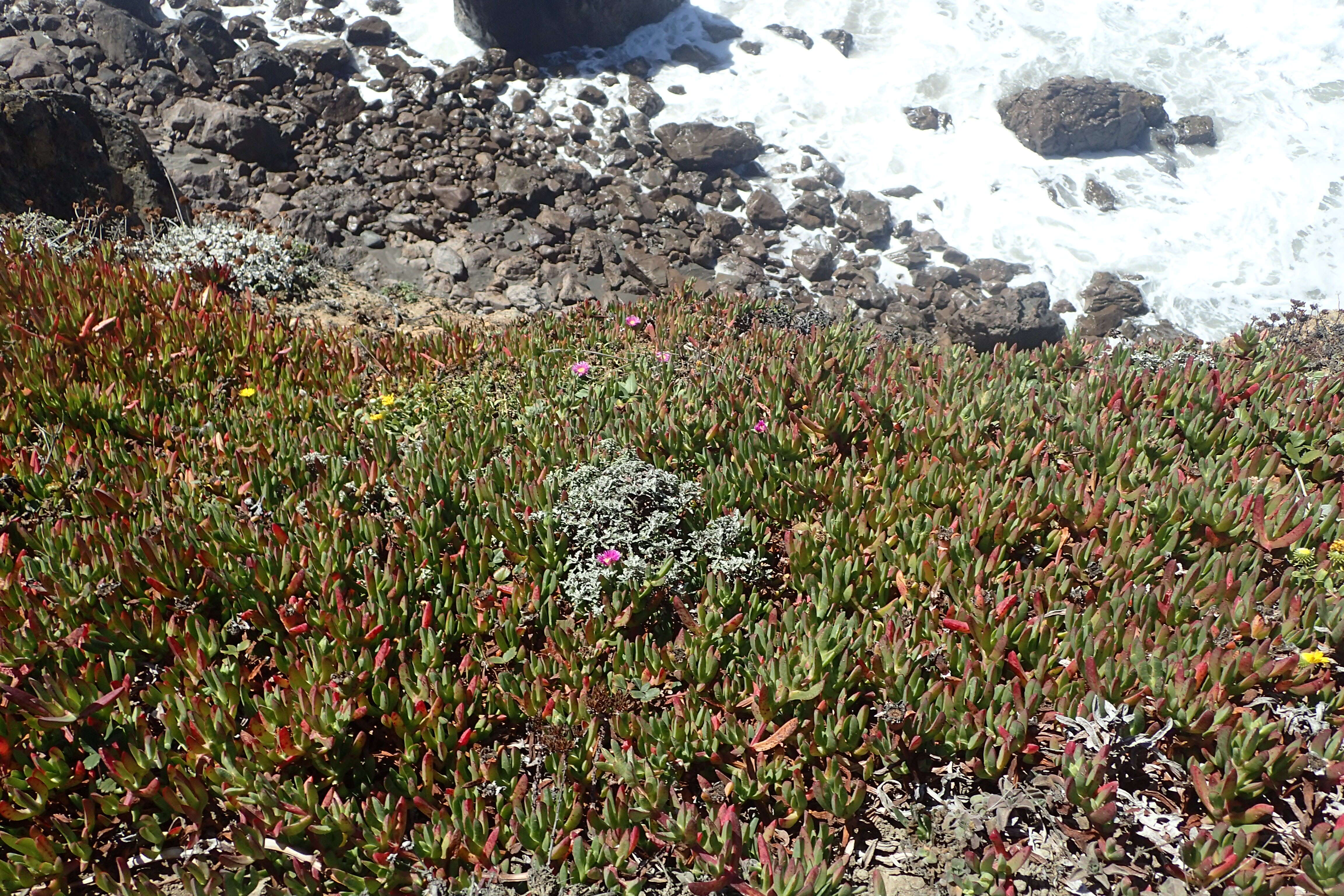 Imagem de Carpobrotus edulis (L.) N. E. Br.