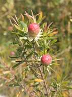 Imagem de Leucadendron conicum (Lam.) I. Williams