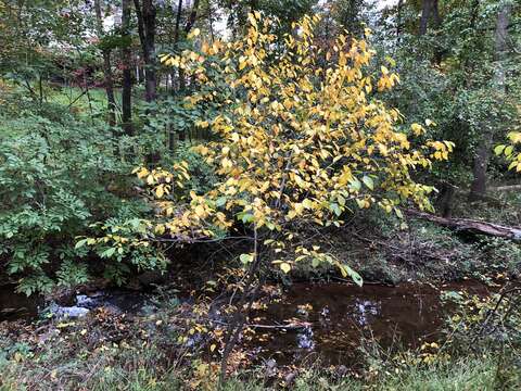 Image of northern spicebush