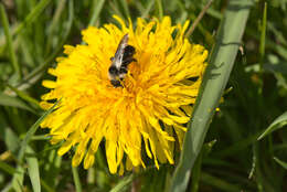 Image of Ashy Mining Bee